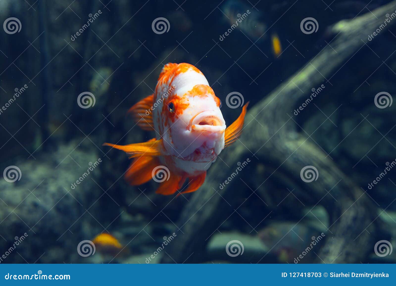 Aquarium Colorful Orange Fish in Dark Deep Blue Water. Stock Image
