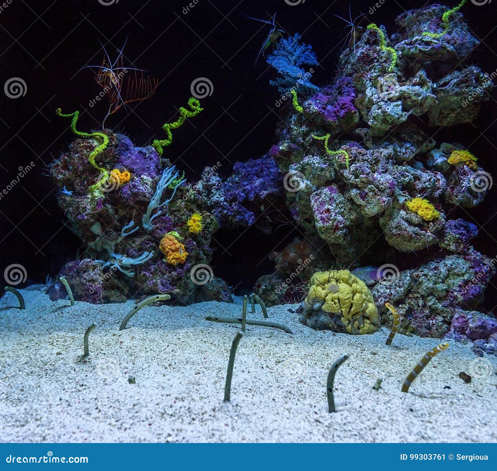 Aquarium with Corals and Eels. Fish Protruding from Sand. Stock Image