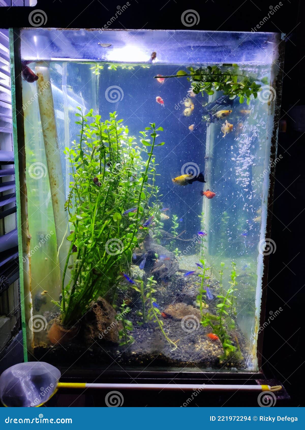 Aquarium De Poisson Plante Rouge Molly Rocher Dessus Filtre Grotte