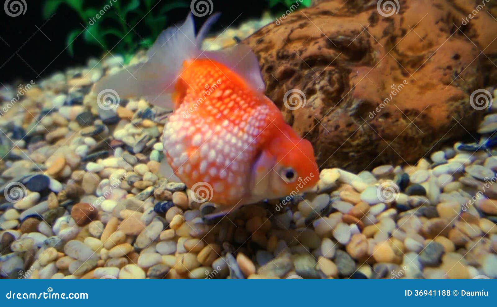 Poisson Rouge Dans Un Aquarium à Fond De Galets