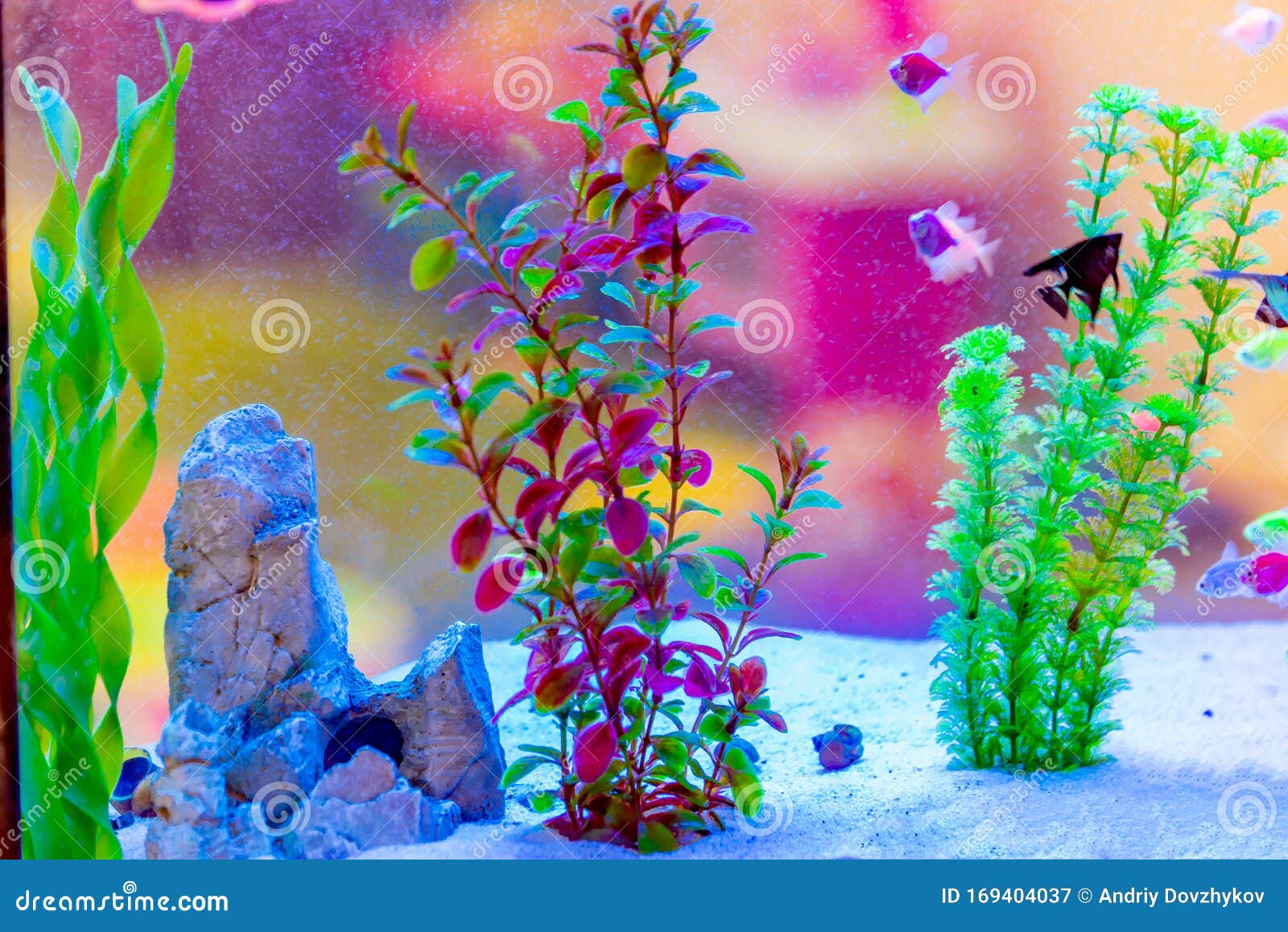 Aquarium With Fish And Artificial Plants And Algae Stock Image Image Of Diving Clear 169404037