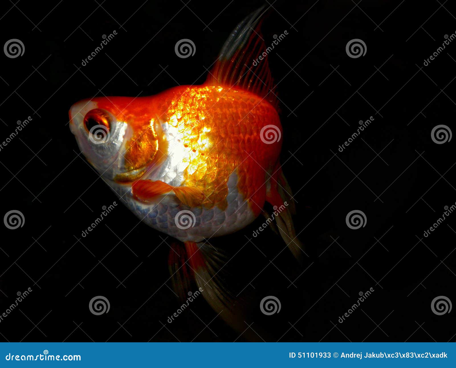 aquarium fish from asia. goldfish