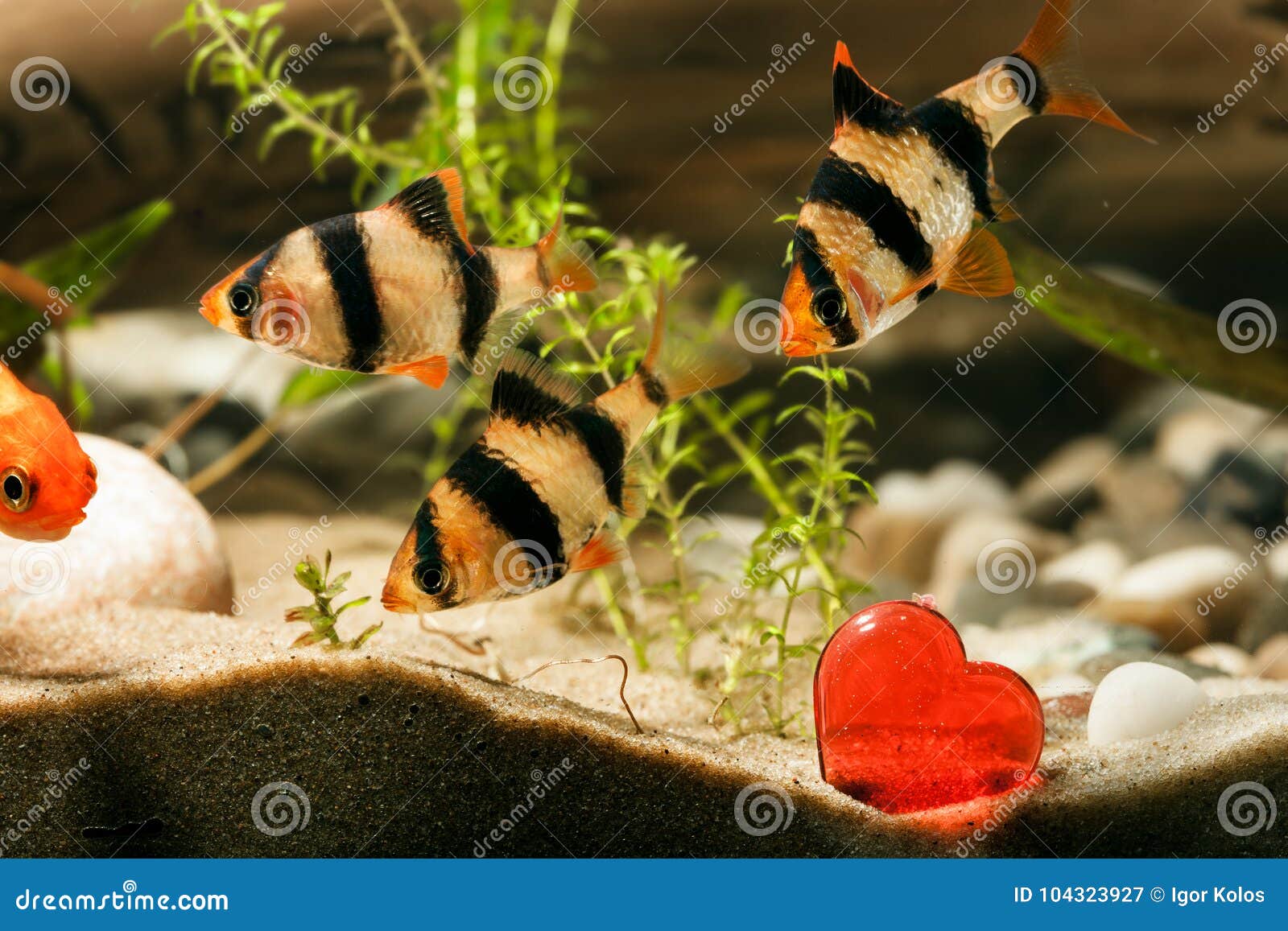 Aquarium fish with heart stock image. Image of aquatic 104323927