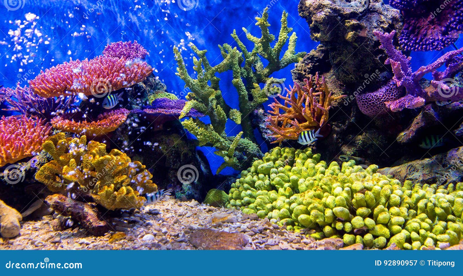 68,322 Aquatic Animals Stock Photos - Free & Royalty-Free Stock Photos from  Dreamstime
