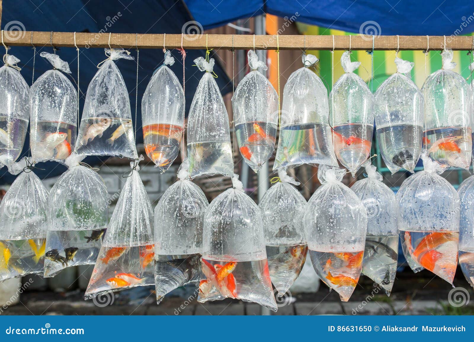 Aquarium Fish Displayed in Plastic Bags for Sale in Local Market