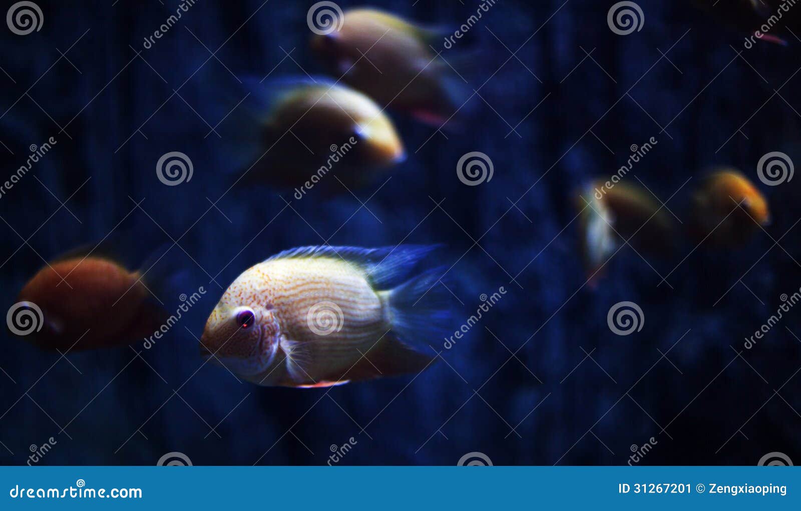 The aquarium fish stock image. Image of quiet, aquarium 31267201