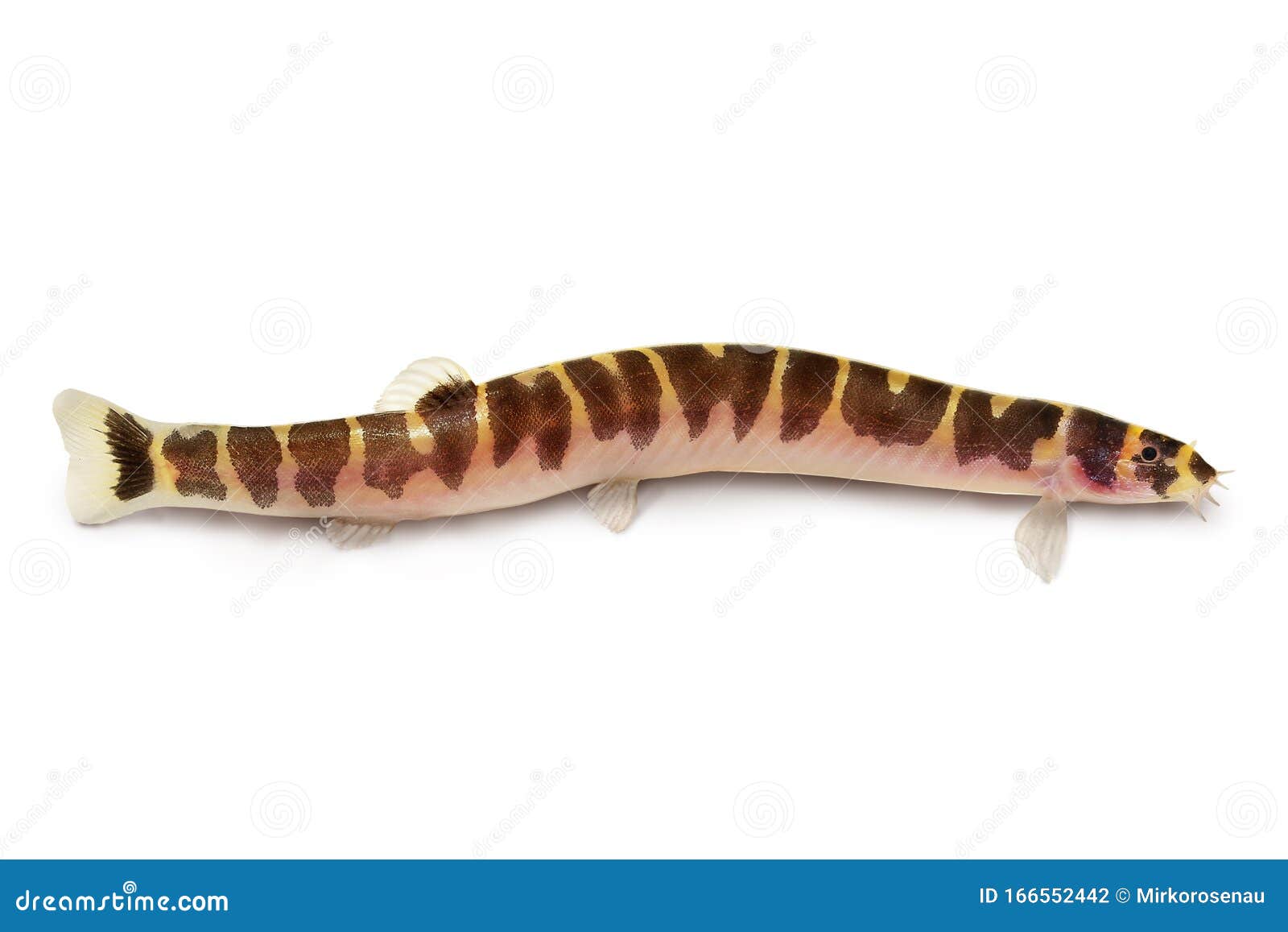 Aquarium Fish Kuhli Loach Catfish Pangio Kuhlii Freshwater Stock Photo -  Image of loach, life: 166552442
