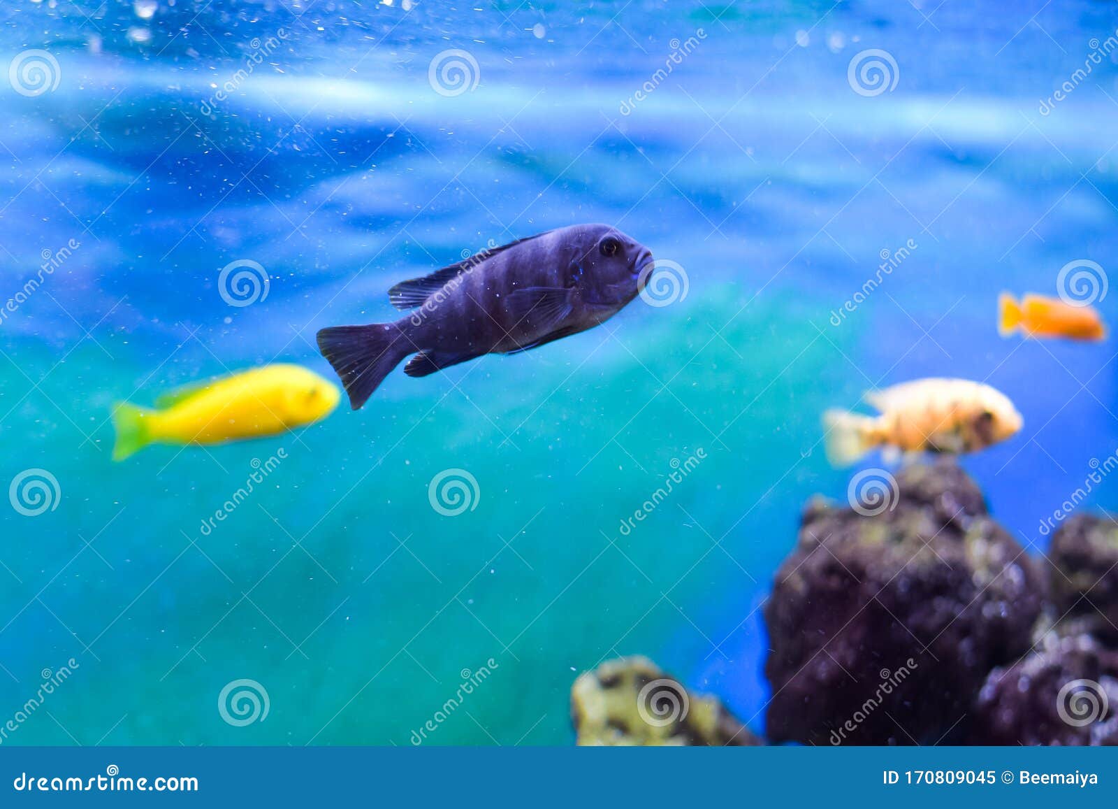 Color & Blurred Aquarium Backgrounds 