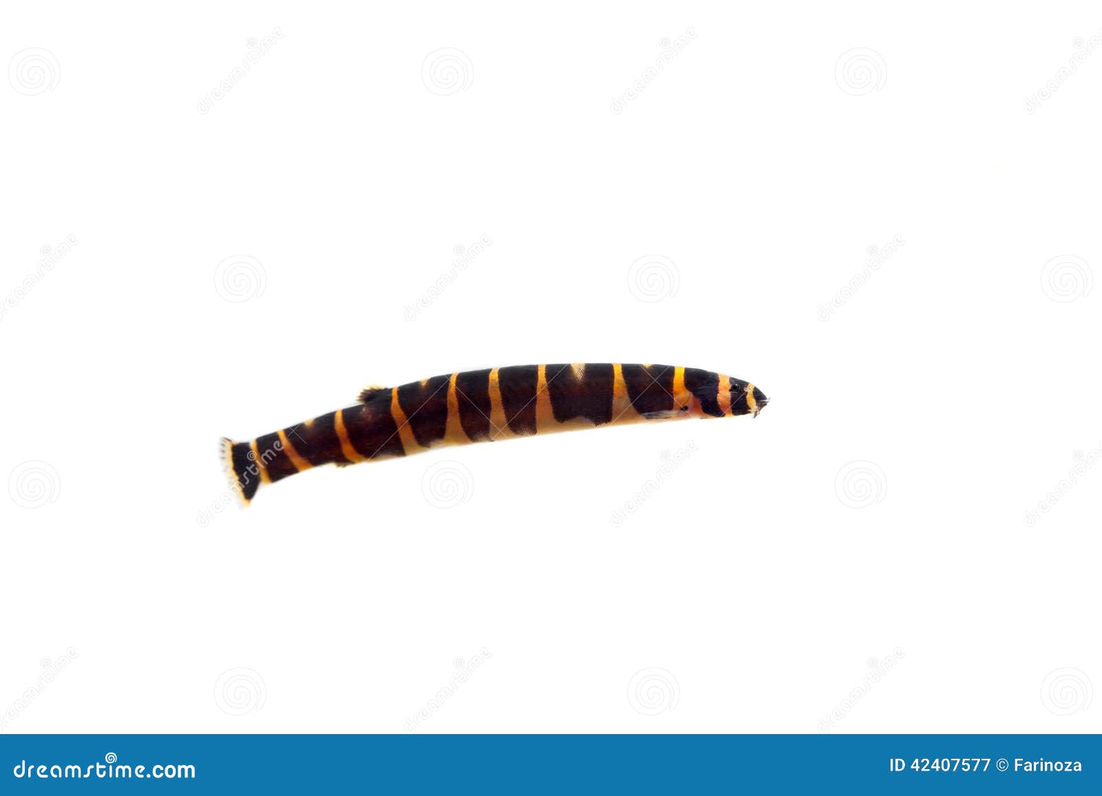 aquarium fish myer's slimy loach on white