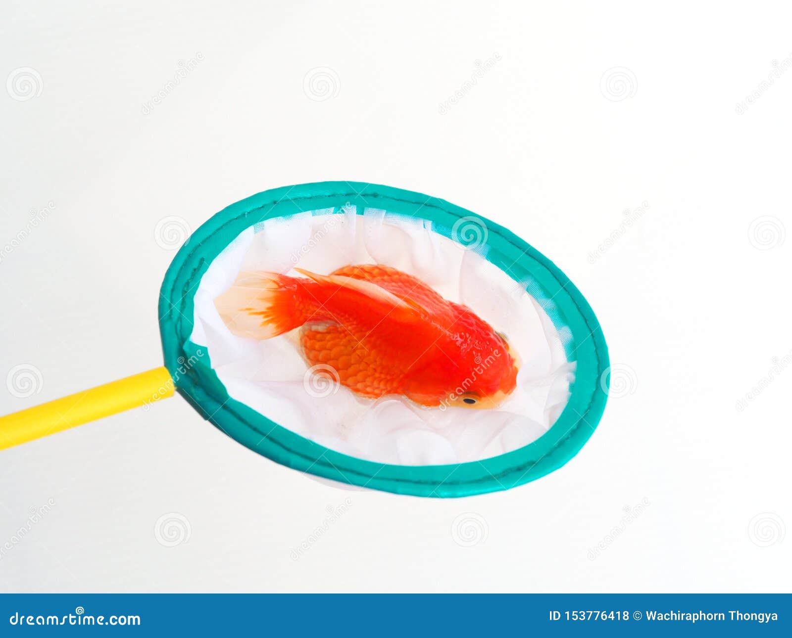 Aquarium Fish Net Scoop in Circle Shape for Catching Fish, Goldfish in