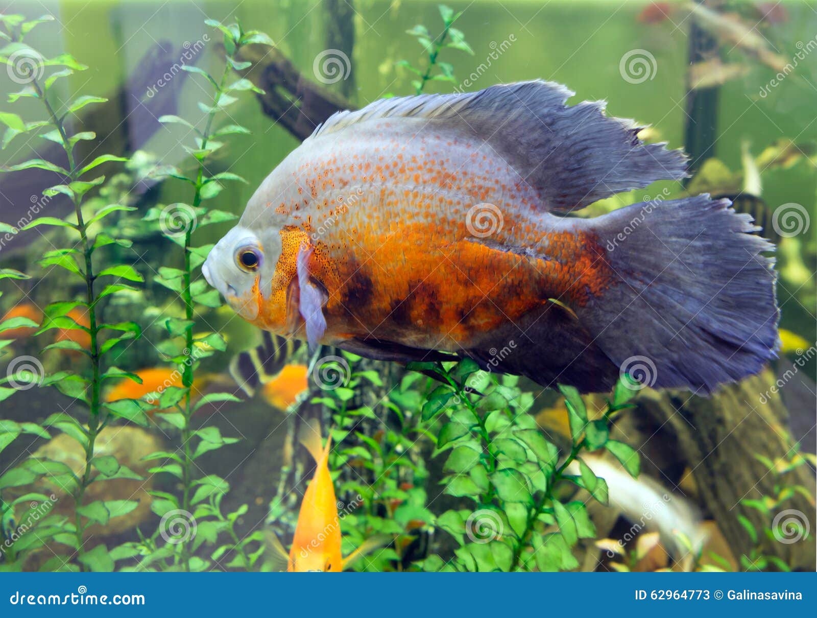 Aquarium fish. stock image. Image of animal, tropical - 62964773