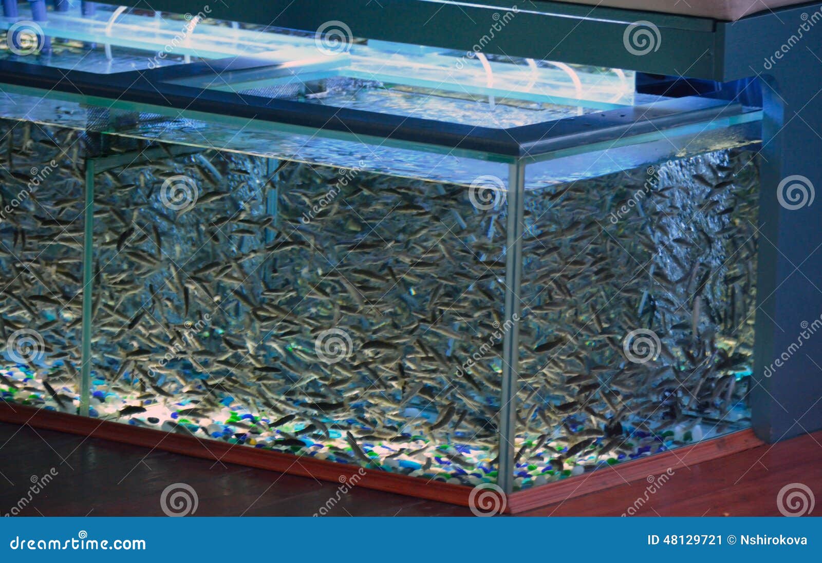 aquarium with fish for pedicure