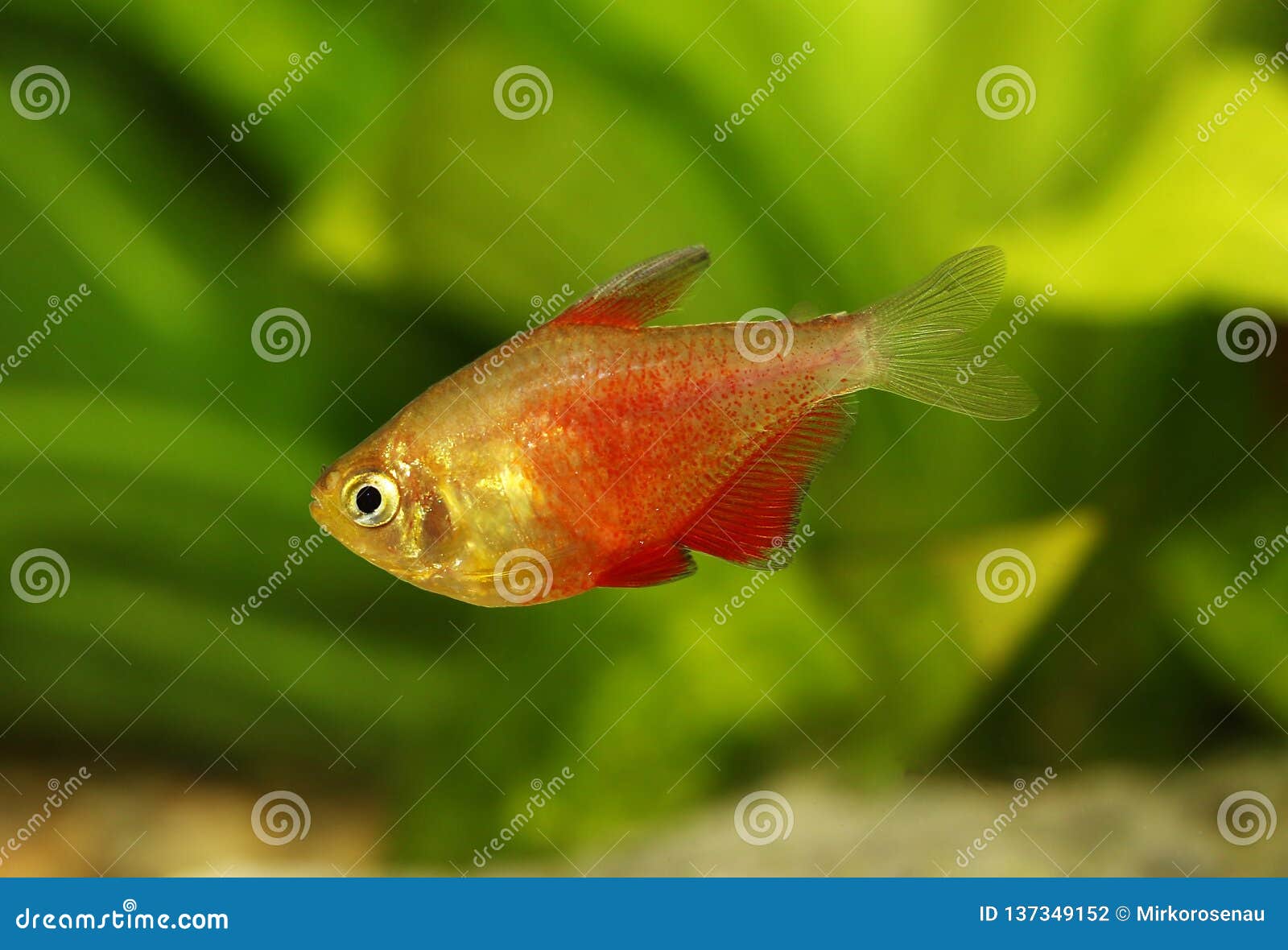 aquarium fish red flame tetra hyphessobrycon flammeus rio tetra tropical