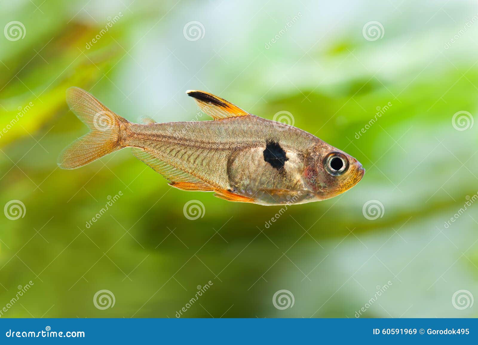 rosy tetra rosy tetra