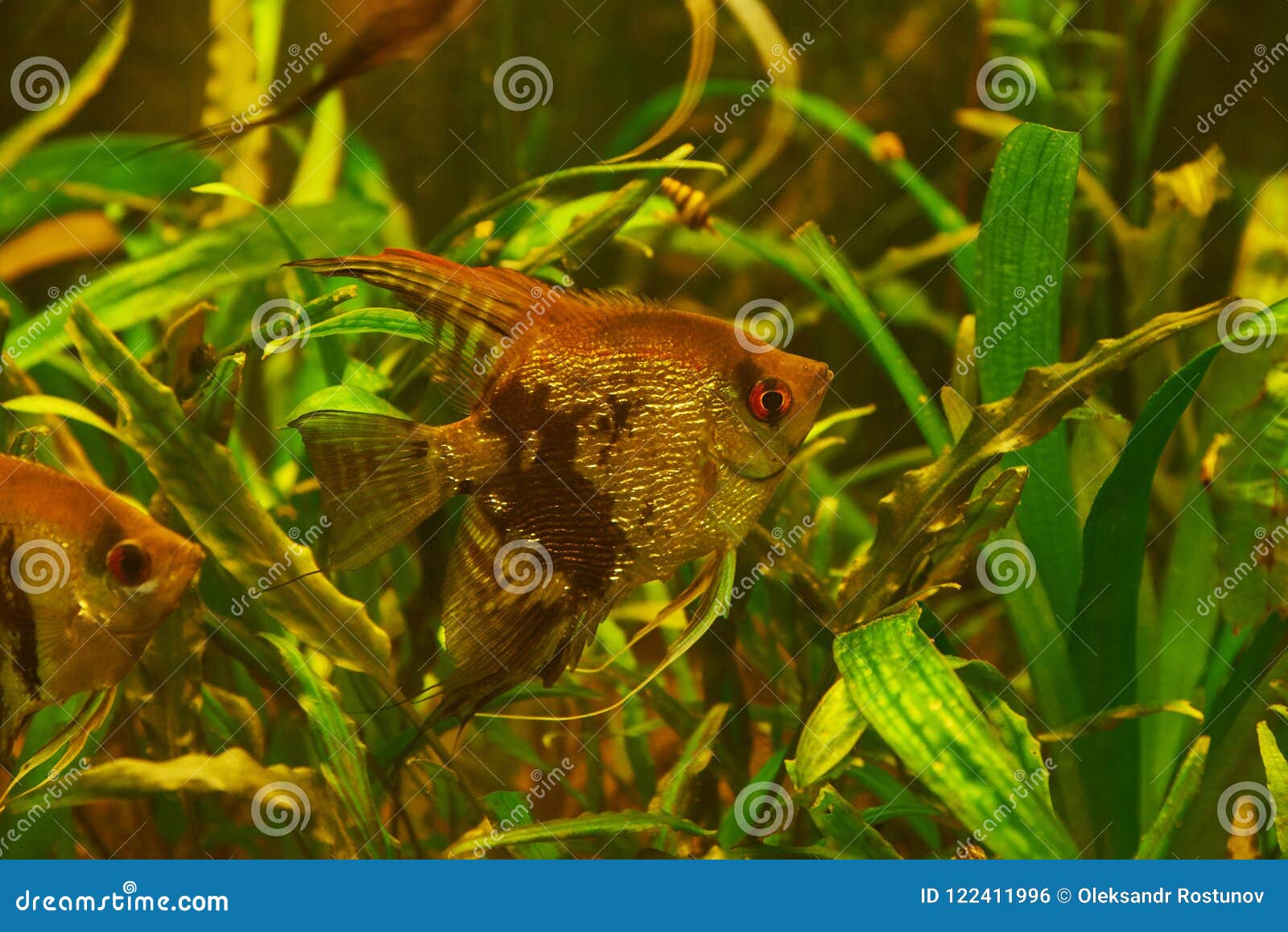 aquarium fish scalaria on a background of al