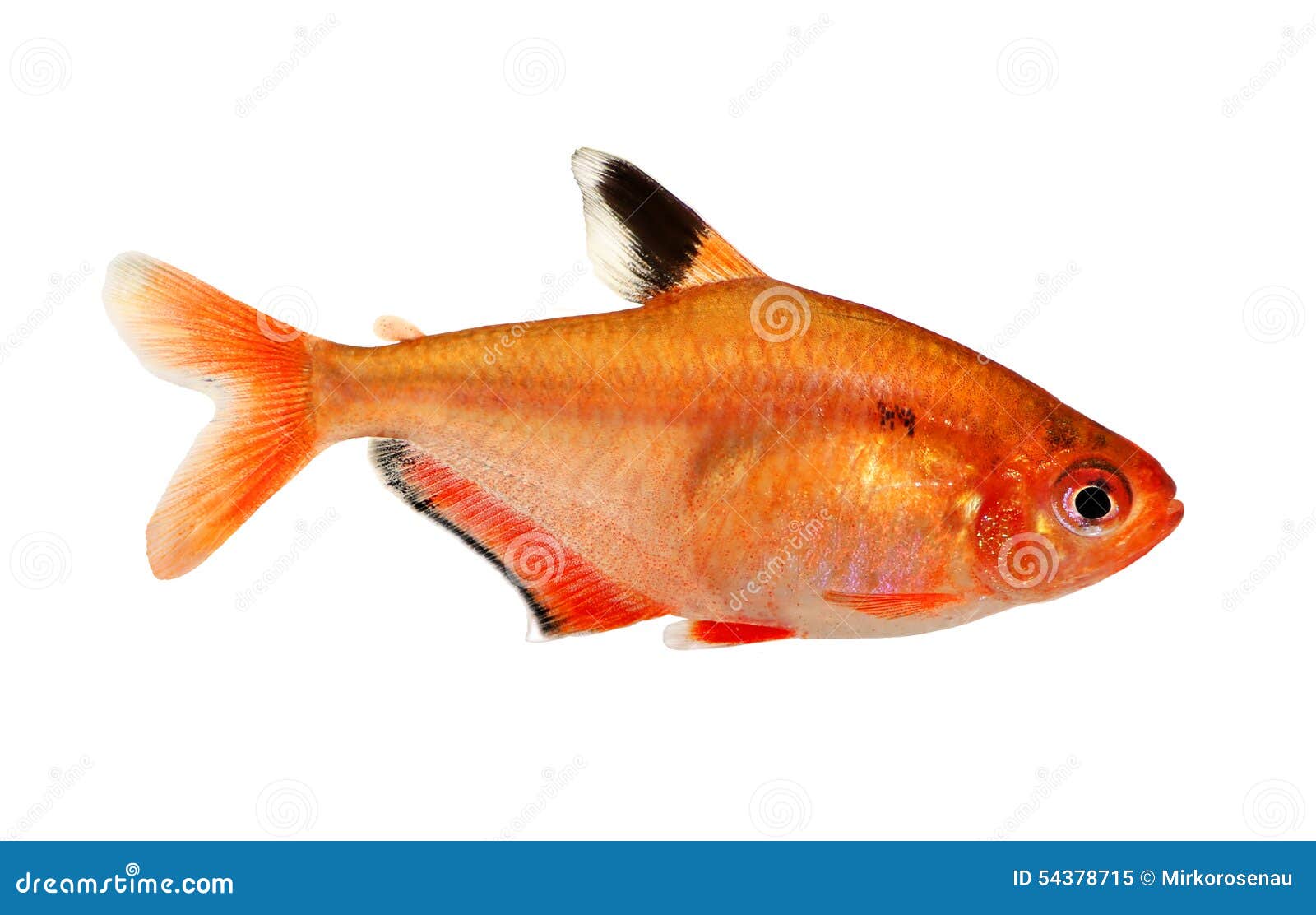 aquarium fish serpae tetra barb hyphessobrycon serape eques freshwater  on white