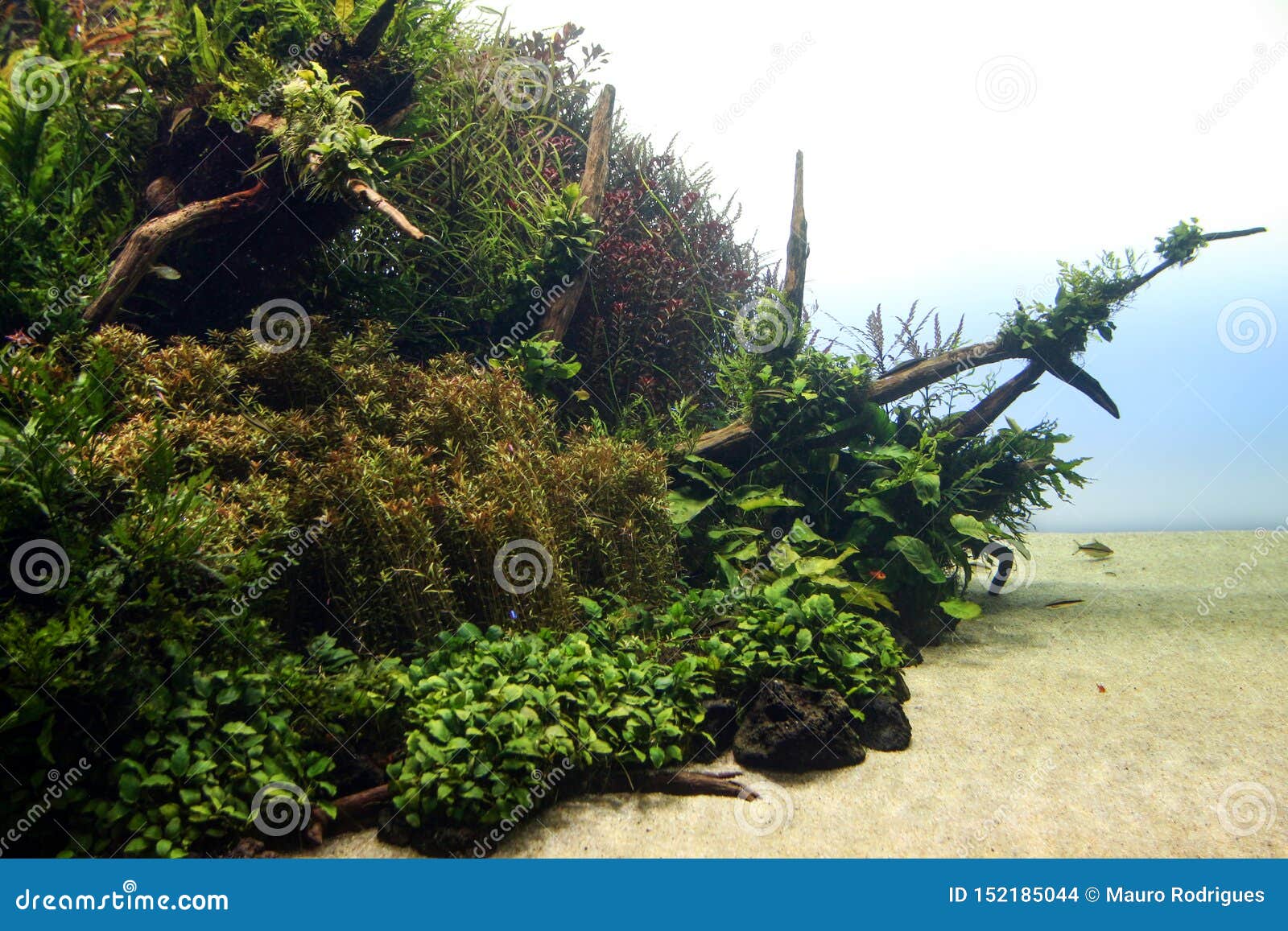 Aquarium with Fish and Vegetation Stock Photo Image of fish