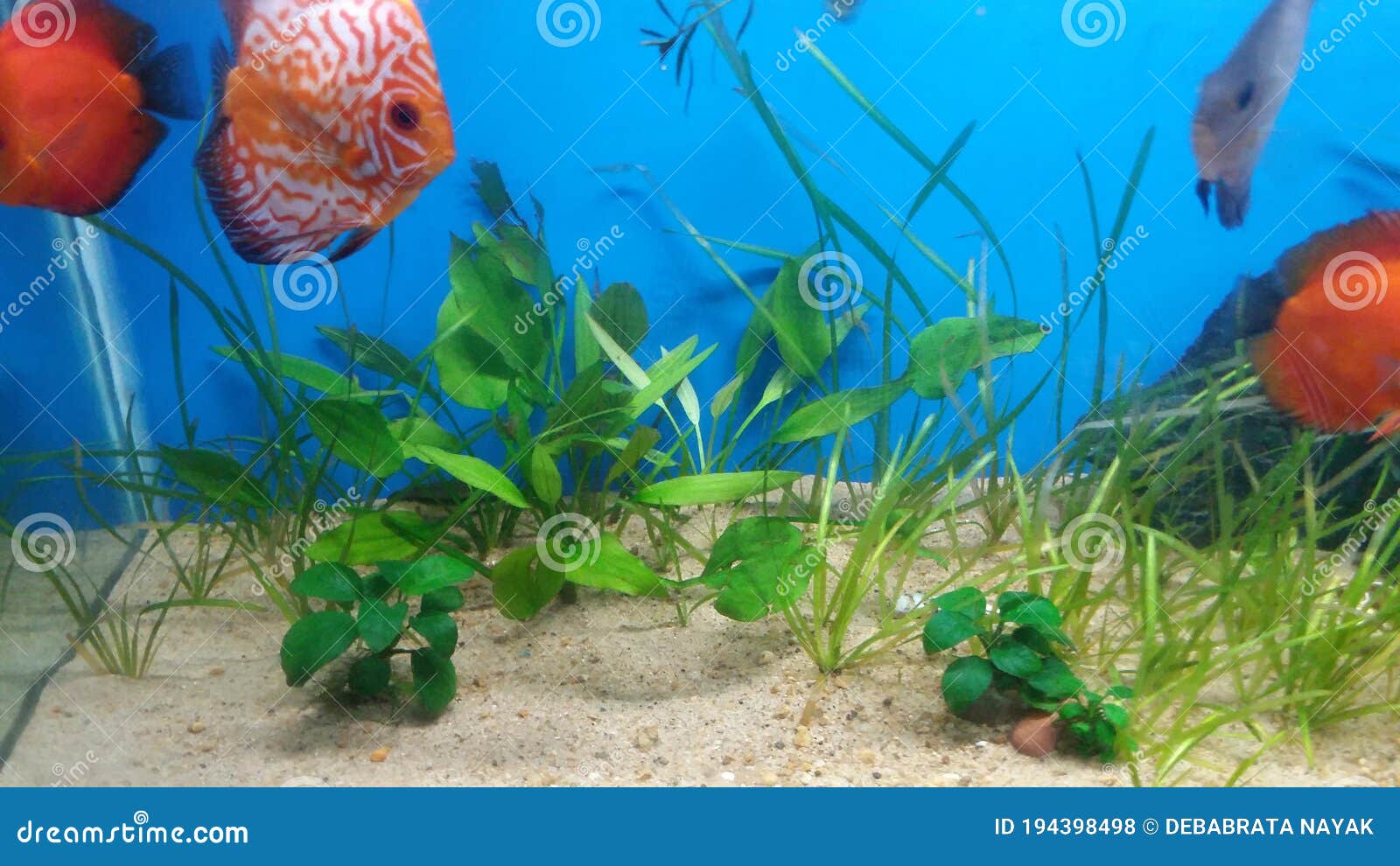 Aquarium Fishes in Blue Background Aquarium Stock Photo - Image of orange,  tail: 194398498