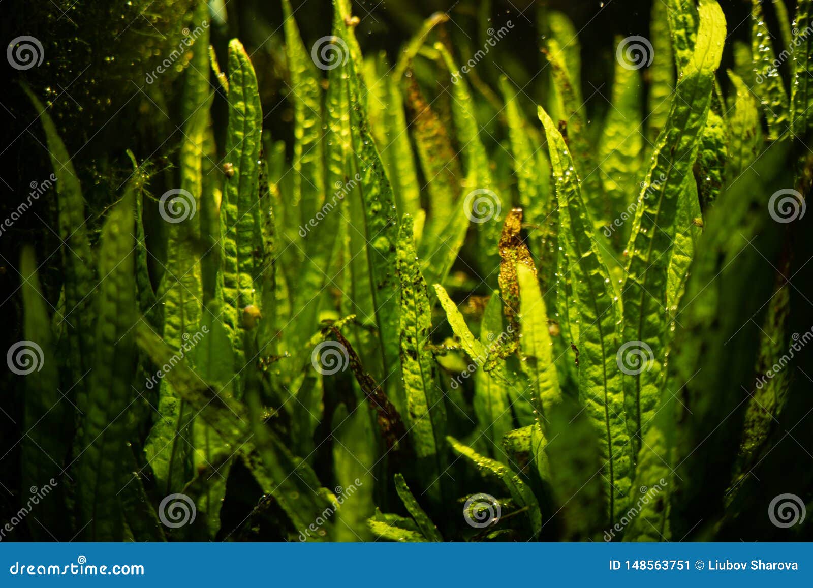 Aquarium Green Algae, Elements of Flora in the Aquarium Stock Image Image of animal, botany
