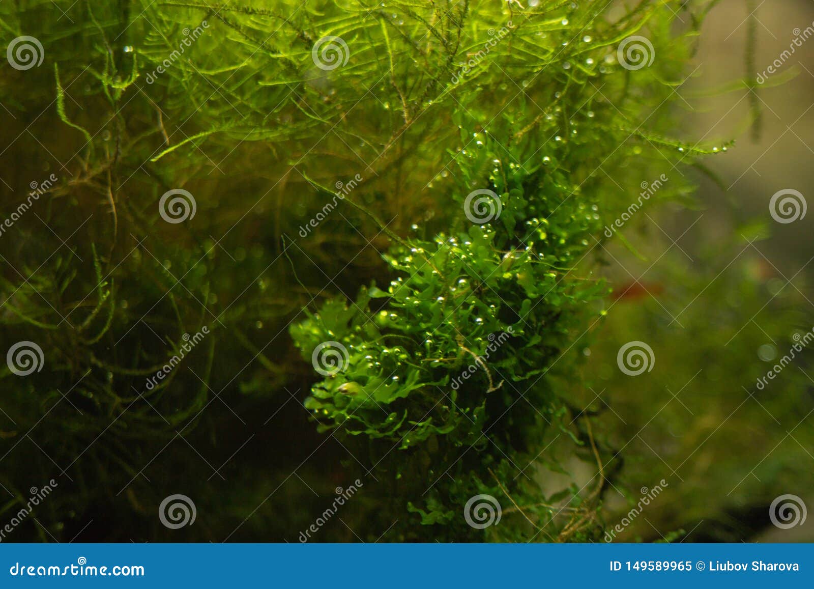 Aquarium Green Algae, Elements of Flora in the Aquarium Stock Image Image of fresh, green