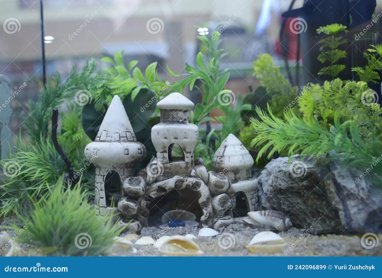 Aquarium Husbandry. Decorations and Plants Arranged in an Aquarium