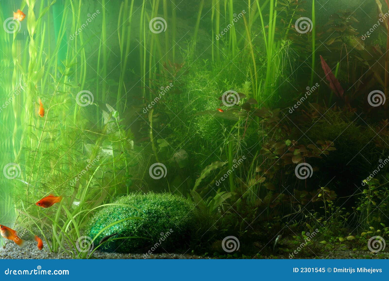 Aquarium landscape stock image. Image of journey, leisure 2301545