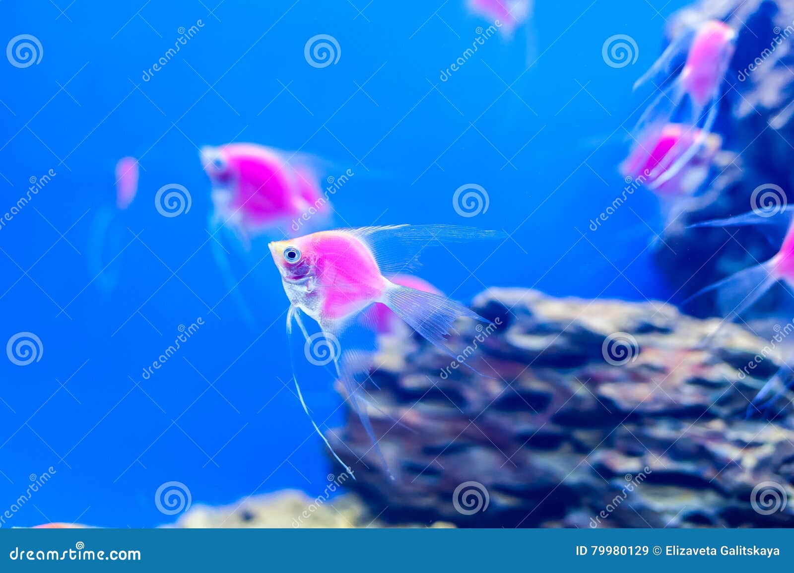 koffer licht Huichelaar Aquarium met roze vissen stock afbeelding. Image of ventilator - 79980129