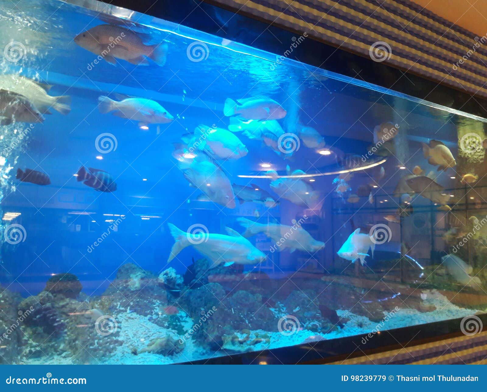 Aquarium in MushriffMall Abu Dhabi UAE Redaktionelles Stockbild Bild