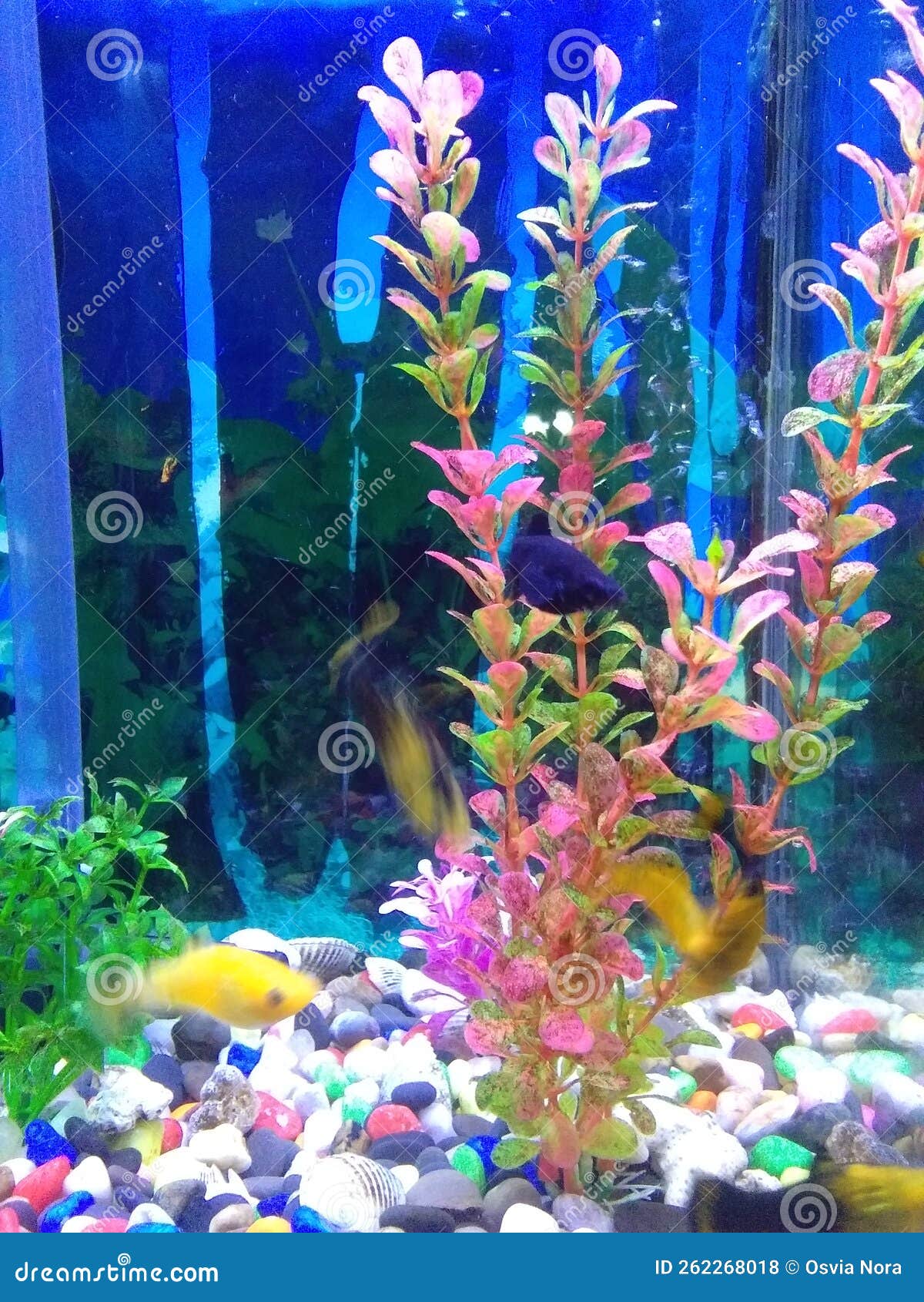 Aquarium is Ornamental Fish Place in the Room Stock Photo Image of