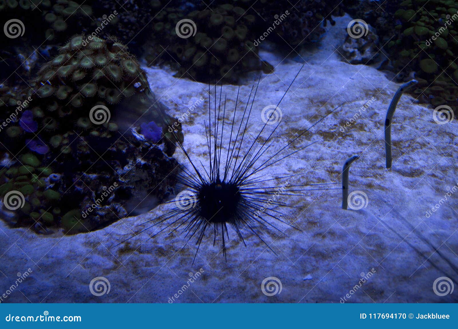 aquarium of sea warms and sea urchin