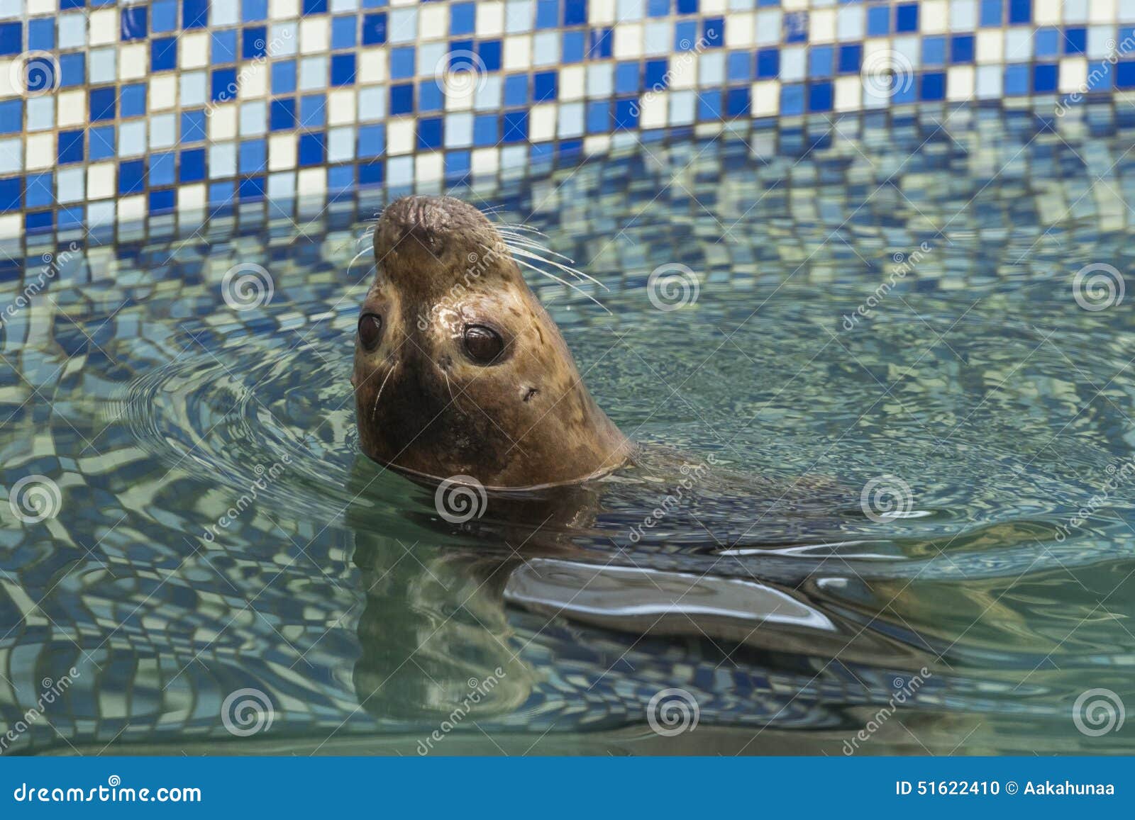 Aquarium seals stock photo. Image of outdoor, wildlife 51622410