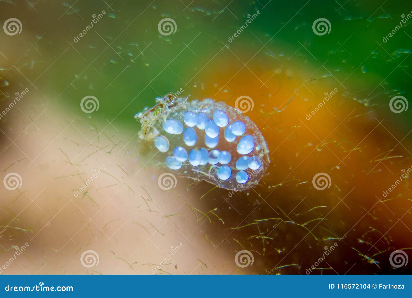 Aquarium Snail Offspring in Eggs Caviar Stock Photo Image of seaweed