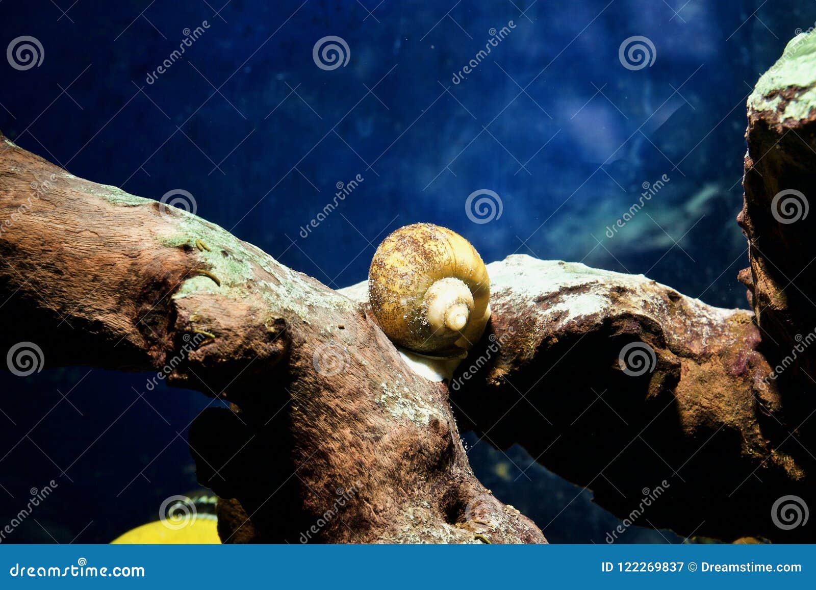 Aquarium snail stock image. Image of water, acqua, snail 122269837