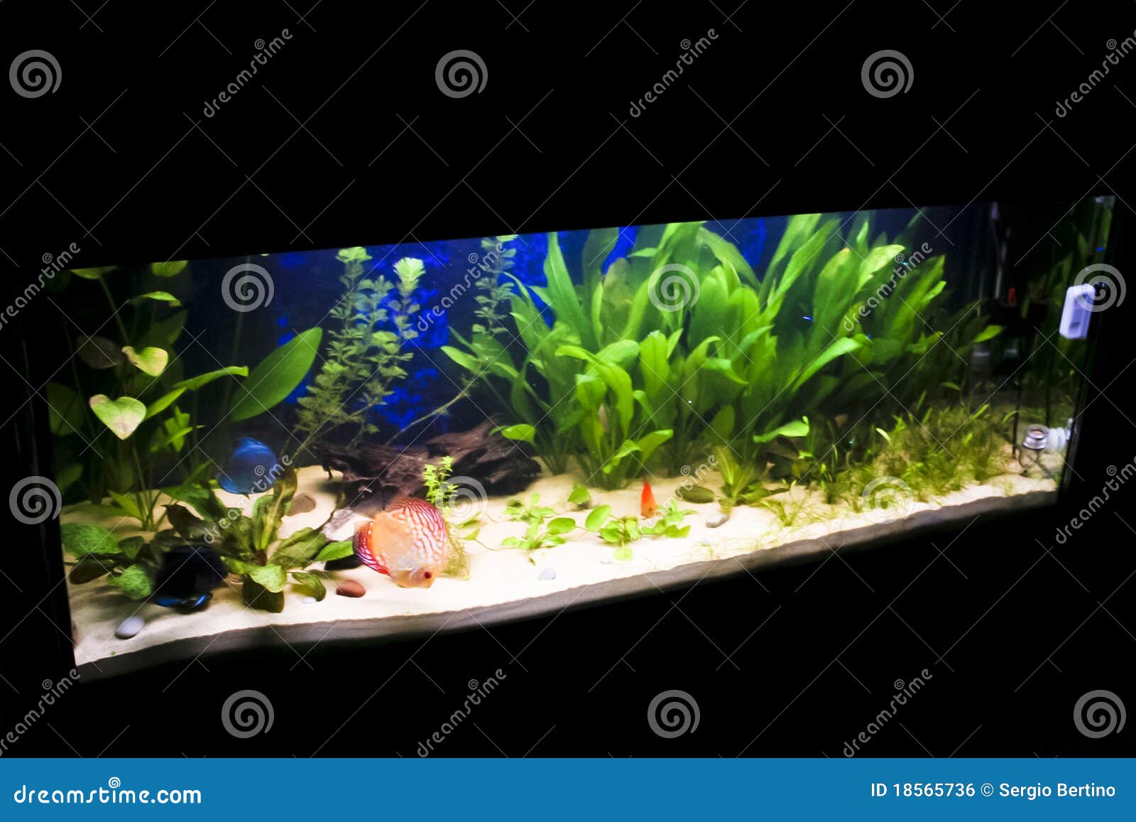 Rectangle Black Brown Grey Green Blah Aquarium Backdrops, For Indoor at Rs  1/square feet in Chennai