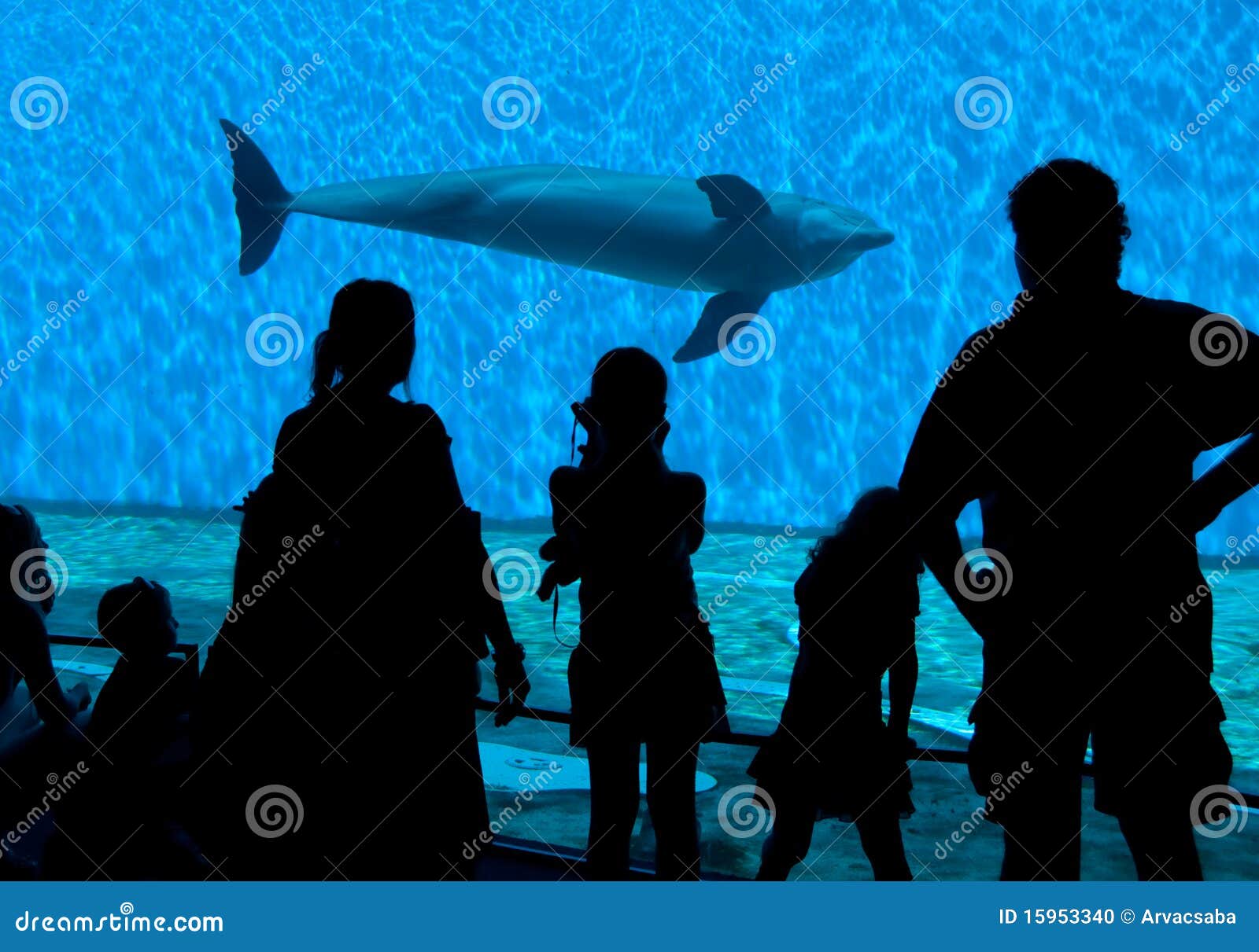 aquarium spectator silhouettes