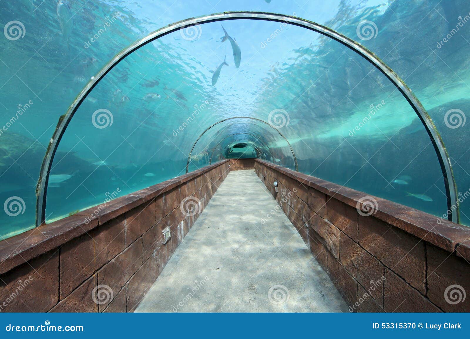 Aquarium Tunnel stock photo. Image of tropical, exploration 53315370