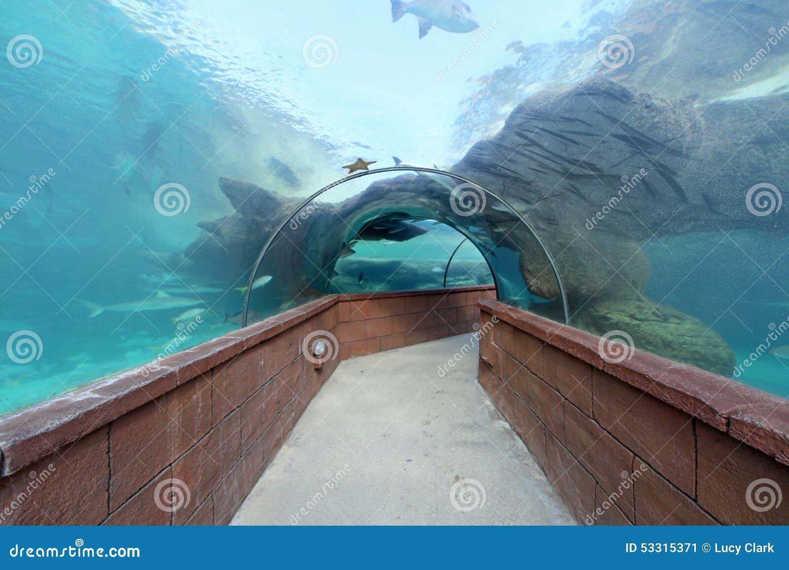 Aquarium Tunnel stock image. Image of transparent, exploration 53315371