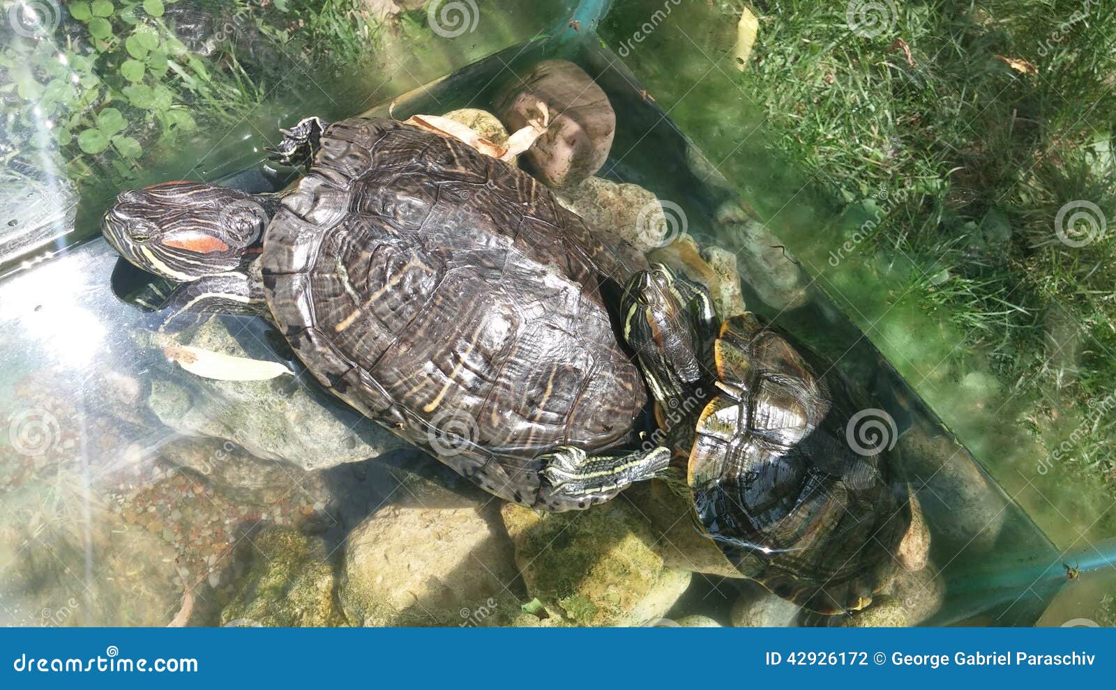Aquarium with two turtles stock photo. Image of amphibian 42926172