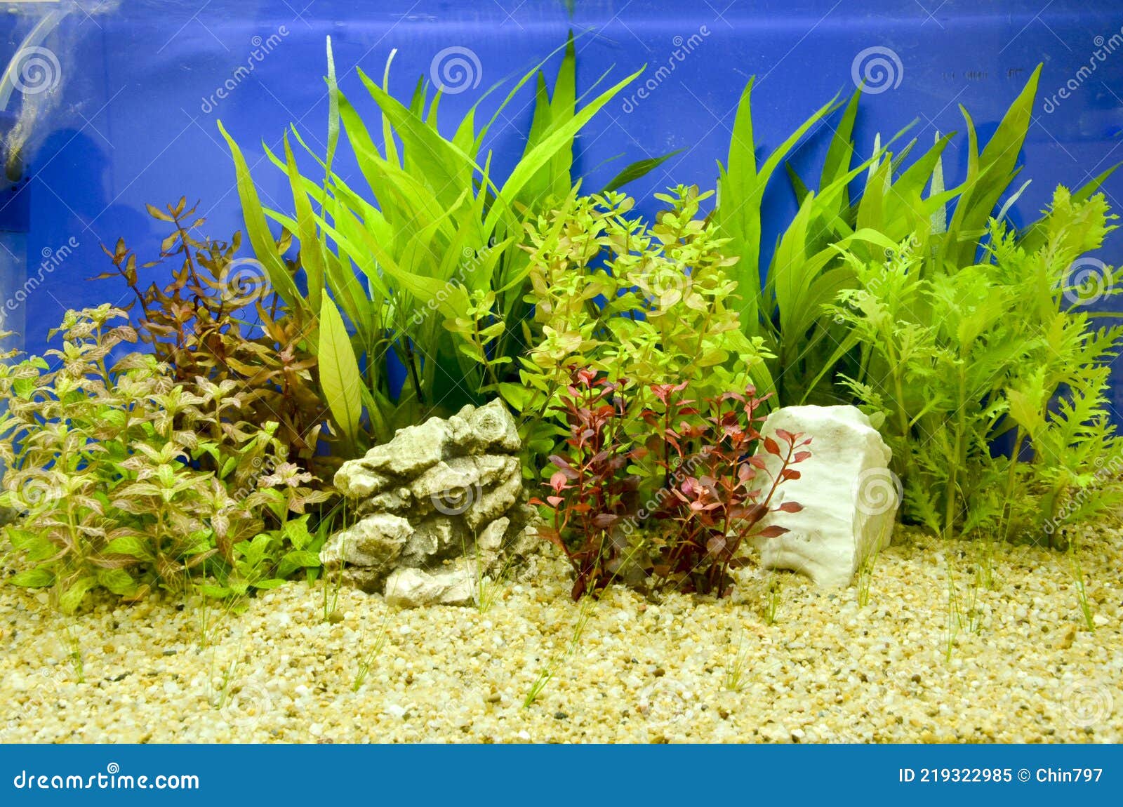 Aquarium Underwater Close Up Background Design Decorate Stock Image - Image  of beautiful, fish: 219322985