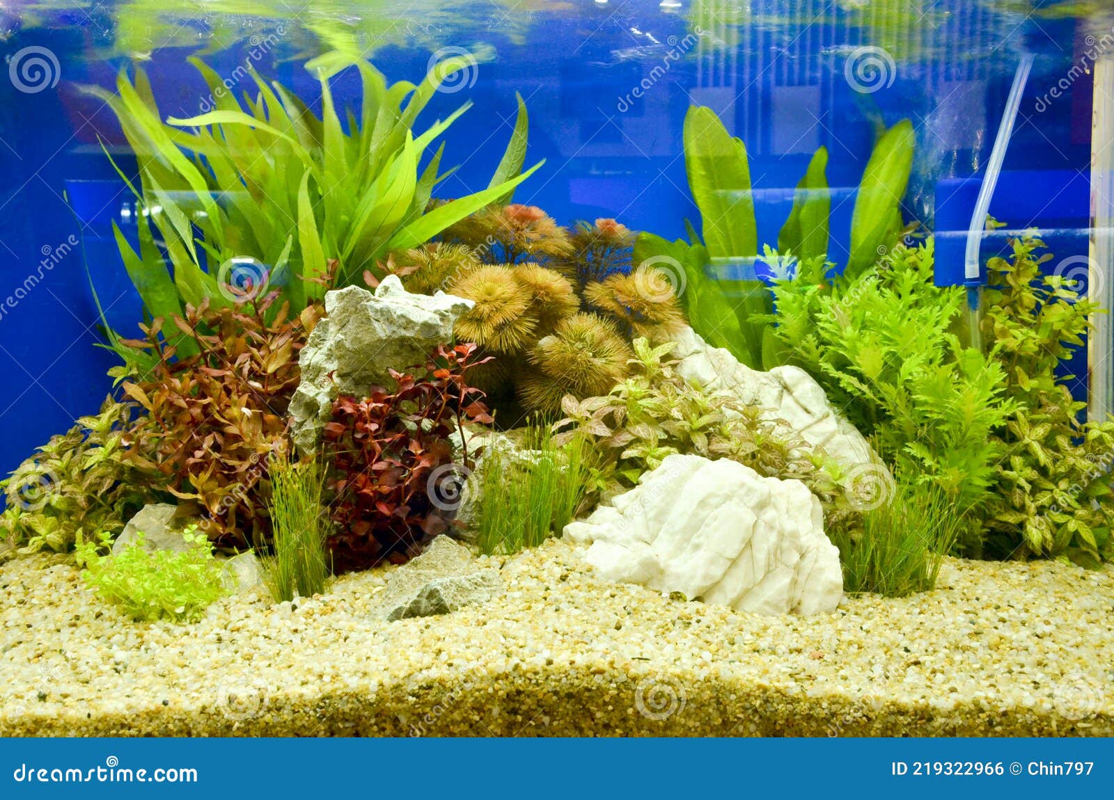 Aquarium Underwater Close Up Background Design Decorate Stock