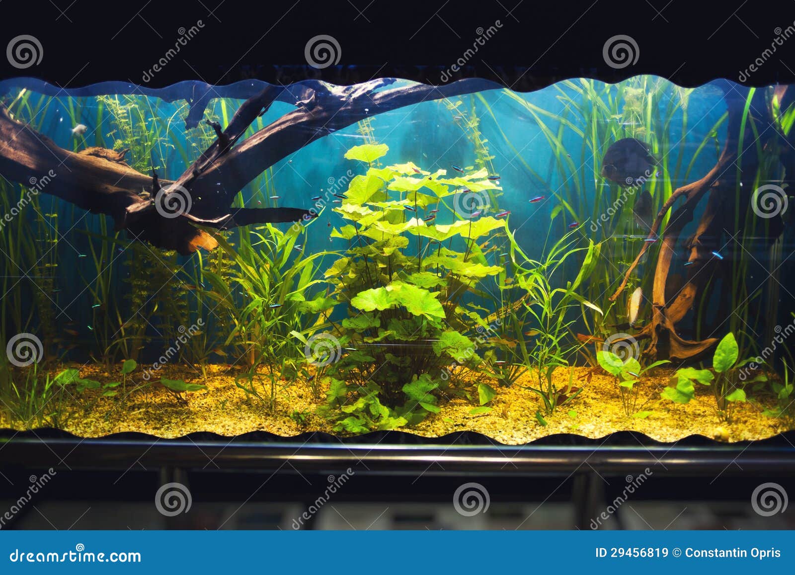 Aquarium with vegetation stock image. Image of beautiful 29456819