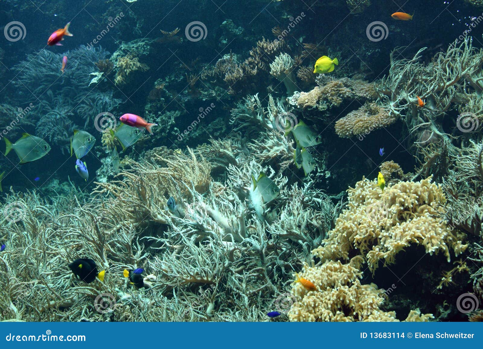 Aquarium in Vienna zoo stock photo. Image of coral, exotic 13683114