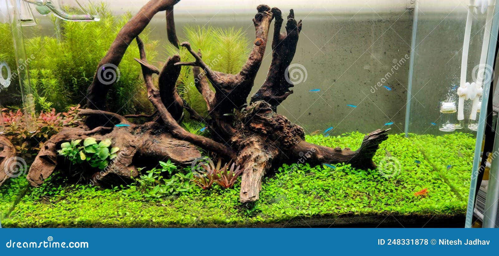 Aquascape Di Acquario Piantato in Acqua Dolce Con Piante Vive E Frutti Di  Mare Fotografia Stock - Immagine di nave, vivere: 248331878