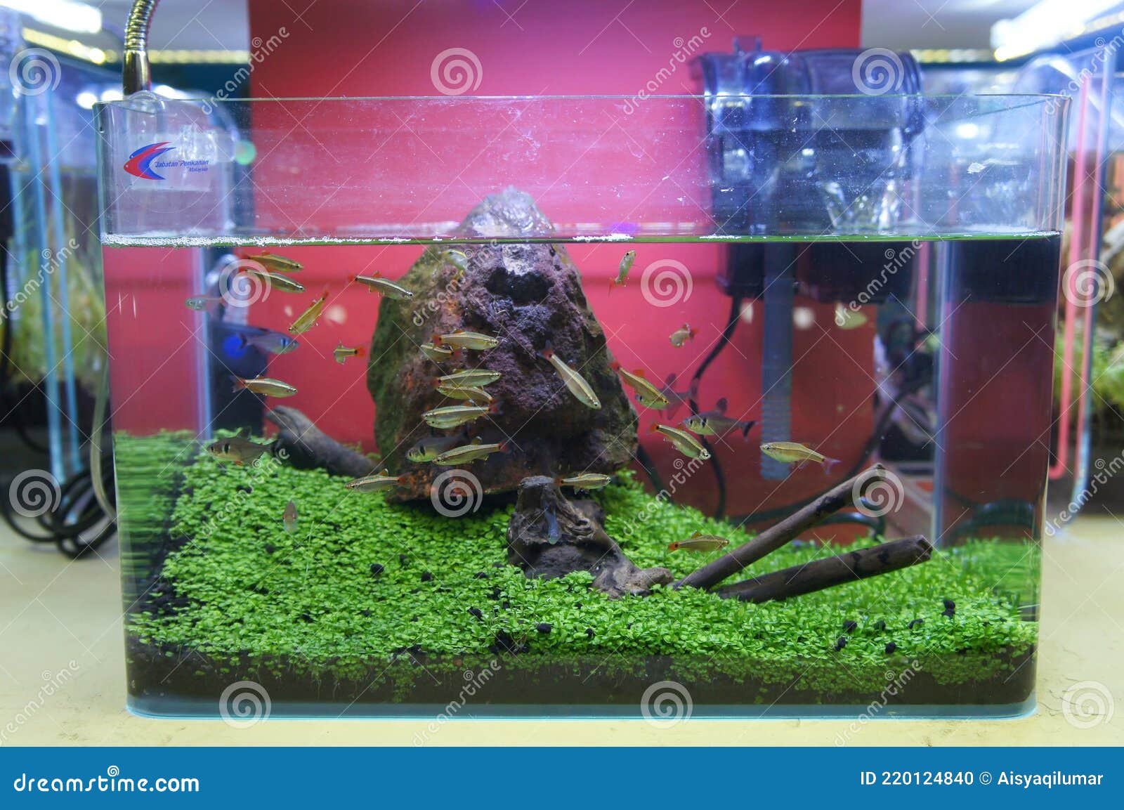 Aquascape and Terrarium Design with Group of Small Fish in a Small