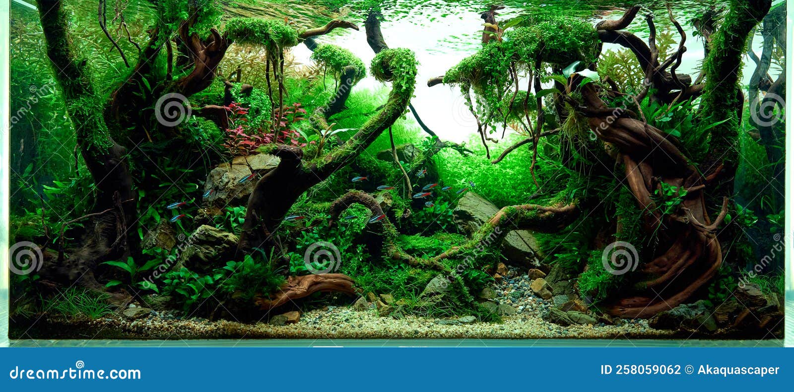 Live Plants – Tagged Moss – Aqua Forest Aquarium