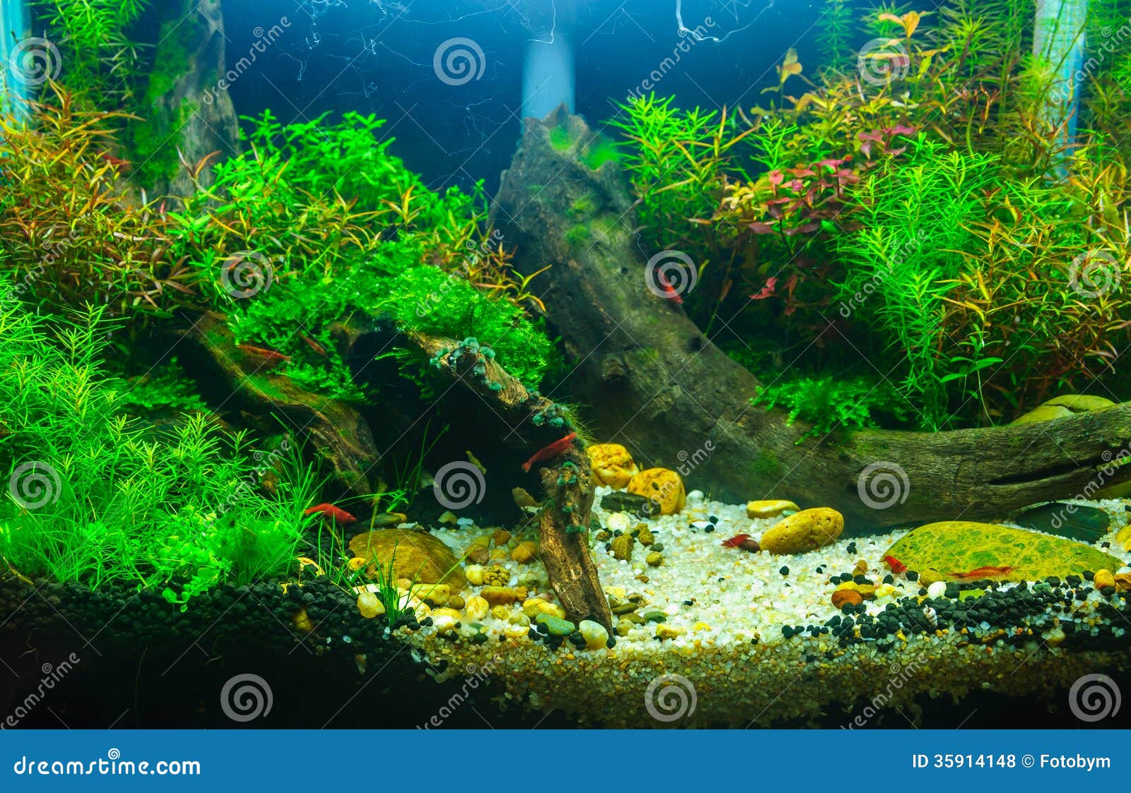 Aquascaping Of The Planted Aquarium Stock Photo  Image: 35914148