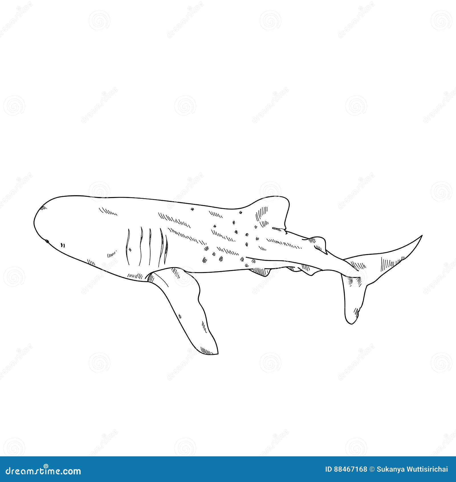 Aquatic Animals Shark Whale Drawing Illustration Stock Illustration