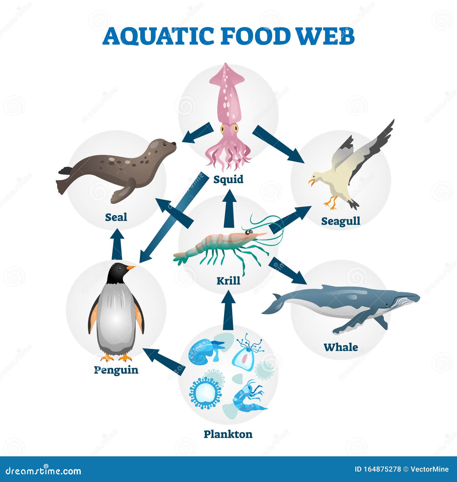 aquatic food web  . labeled educational water life scheme