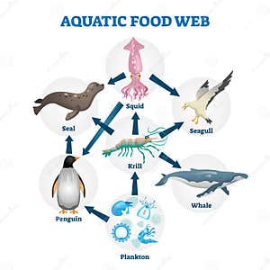 Aquatic Food Chain Diagram