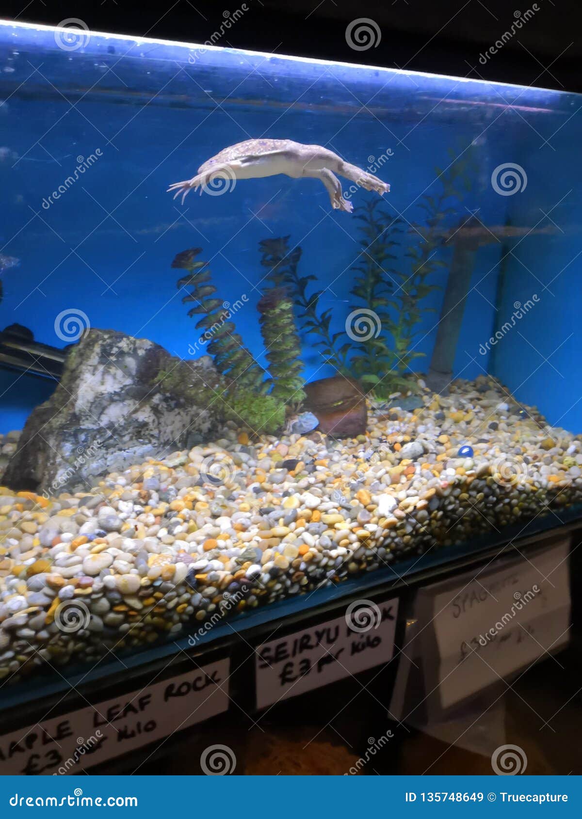 Aquatic frog editorial stock image. Image of frog, aquarium - 135748649